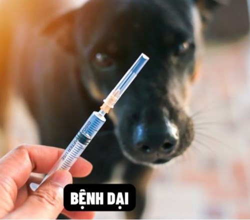 Bệnh dại chỉ có thể phòng bằng tiêm ngừa