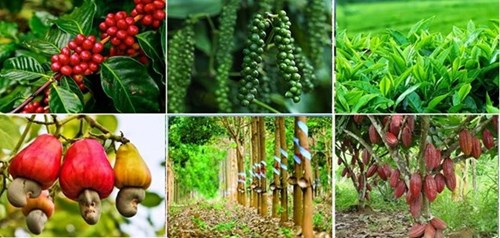 Tìm hiểu vấn đế phát triển cây công nghiệp lâu năm ở Tây Nguyên